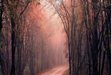 澳大利亚队前路障碍重重，欧洲杯资格渺茫